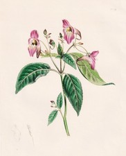 No 128 Probablement Impatiens