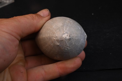 Oursin fossile echinocorys - oursin,