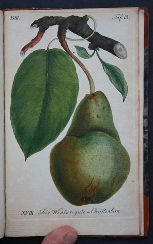 Pomologie faucille le - pomologie,,