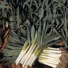 250 Graines - Poireaux Maxim