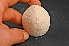 Oursin fossile Echinocorys sulcatus Dalbyover Danemark Danien 121g