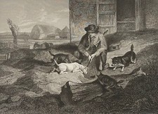Chasse aux rats chien Norfolk