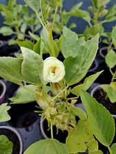 BISSAP VERT Oseille de Guinée verte  5 GRAINES