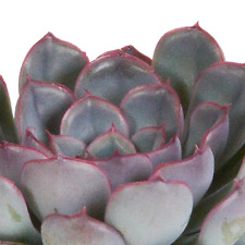 Echeveria-Mischung 3x 8,5 CM -