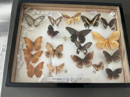 Papillons entomologie boîte - papillons,