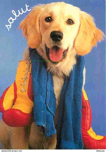Carte postale animaux - -,