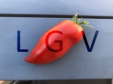 20 Graines de Tomates Andine Cornue / Cornue des Andes