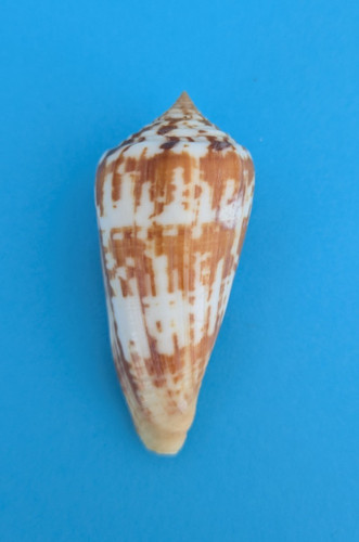 Conus janus 4 - conus,
