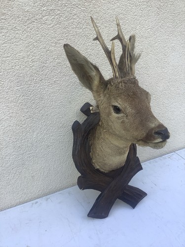 Taxidermie tete chevreuil - taxidermie, de