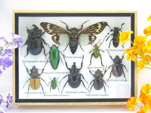 Insectes exotiques réel - -,