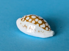 Cypraea cribraria zadela 18,4