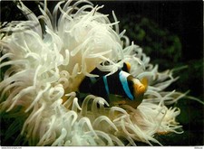 Animaux - Poissons - Aquarium Tropical du Musée de Zoologie de Nancy - Amphiprio