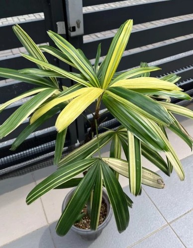 Rhapis excelsa variegated palm - excelsa,