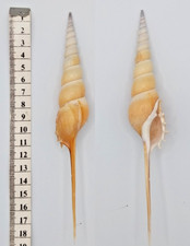 Coquillage de collection