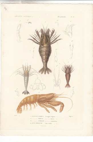 Original rare hand - rare, colored
