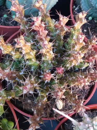 Euphorbia lenewtonii cm - lenewtonii,