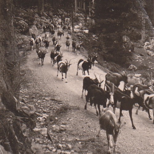 Troupeau chèvres marchant - troupeau,