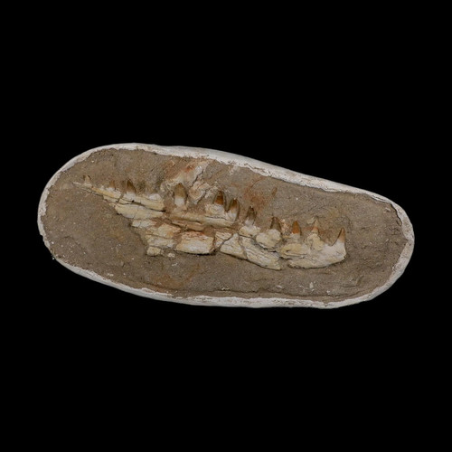 Halisaurus mosasaur - 14.8",