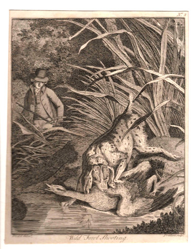 19th century engraving wild - century,