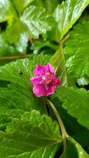 Rubus arcticus 'Sofia' /