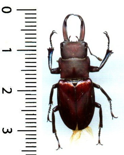Lucanidae ondontolabis - lucanidae,