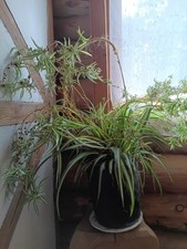 Chlorophyrum Plante Araignée