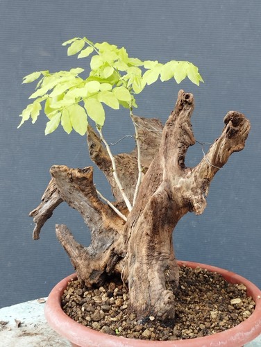 Bonsaï glycine cm en - bonsaï, 30