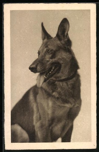 Carte postale berger allemand - carte,