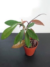 Hoya Carnosa Dark Red 