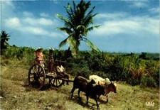 CPM Charette a boeufs GUADELOUPE (839880)