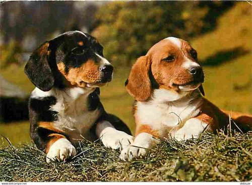 Carte postale animaux - -,