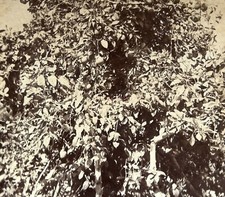 Jaffa Citronnier Arbre Citrons c1900 Photo Stereo Vintage 