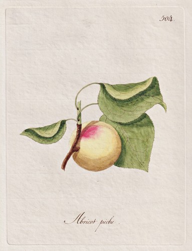 Abricot fruit pomologie - abricot,