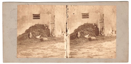 Poules coqs dans basse - dans,