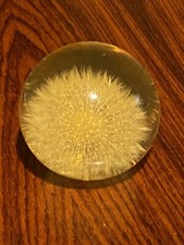 inclusion résine Pissenlit