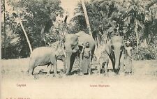 CARTE POSTALE COLOMBO CEYLAN LES ELEPHANTS DE CEYLON
