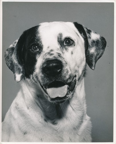 Dalmatien 1950 chien - dalmatien, c.