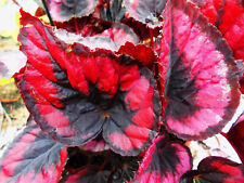 BEGONIA  ETNA