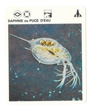 Fiche - Le livre de Paris - 1975 - Daphnie ou Puce d'eau