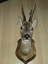 Taxidermie  Tête de Chevreuil