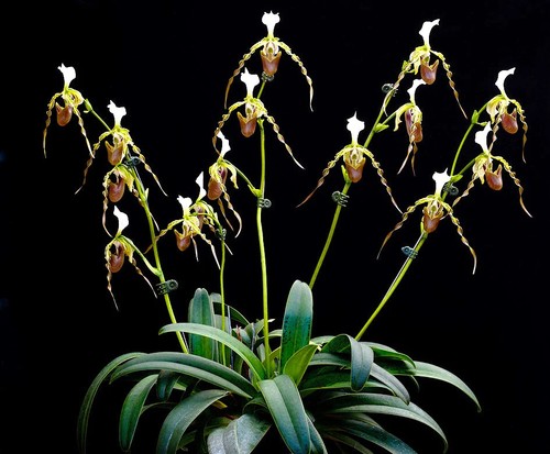 Paphiopedilum dianthum avec - dianthum-avec, 6