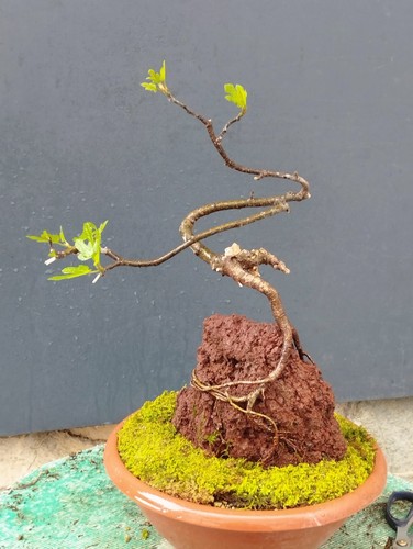 Bonsaï ficus cm en - ficus, 20