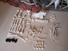 Squelette complet désarticulé de poney Shetland