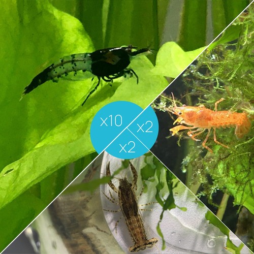 Lot crevettes rili - 10,