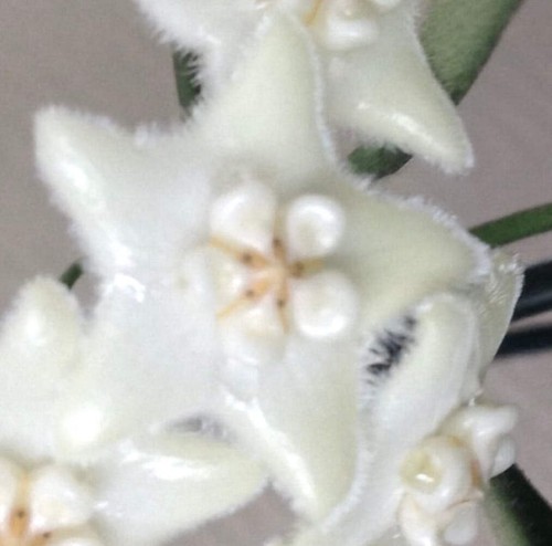 Hoya stoneana 25cm wax - hoya,