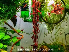 30 (+4gratuites) LOLLIES SHRIMPS ORTIES. nourriture pour crevette aquarium