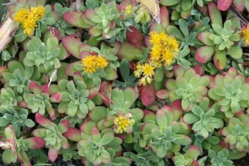 Plants sedum palmieri - palmieri,