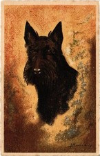 CPA AK Schnauzer DOGS