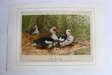 Gravure Canards de Barbarie Journal agriculture (36449)