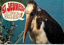 Animaux - Oiseaux - Vieux